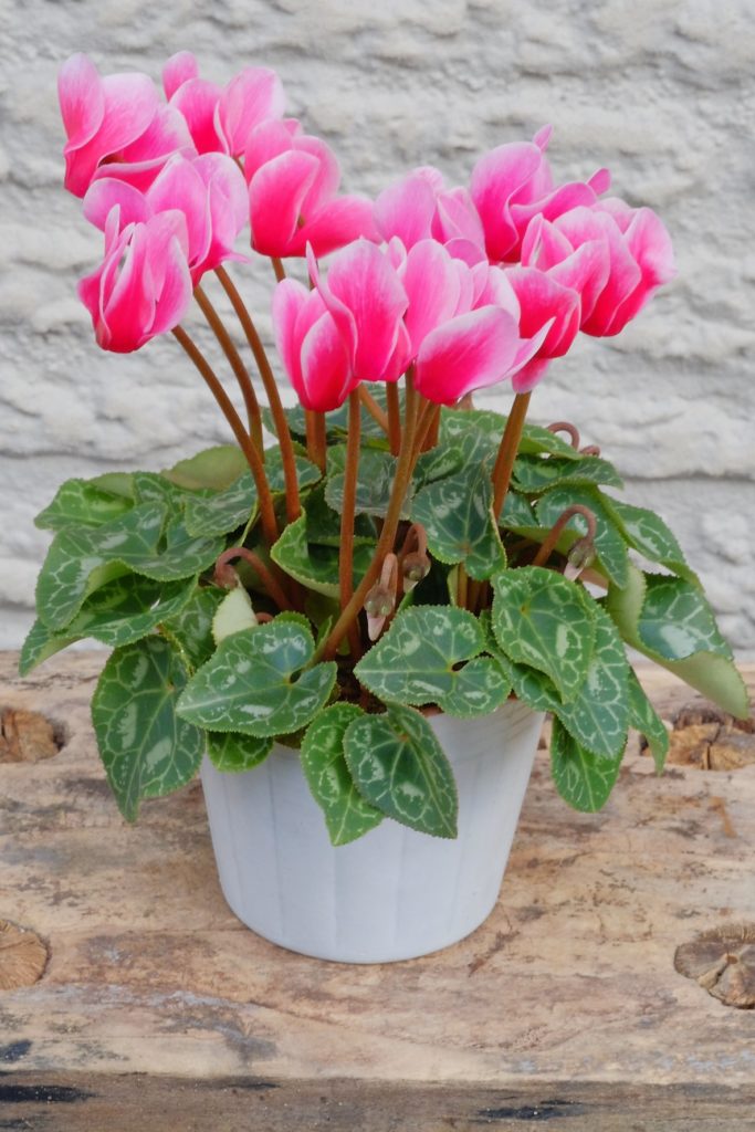 ガーデンシクラメン