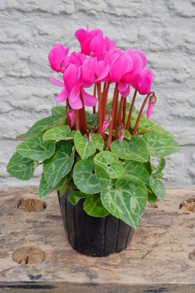 ガーデンシクラメン